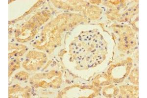 Immunohistochemistry of paraffin-embedded human kidney tissue using ABIN7174348 at dilution of 1:100 (USP5 anticorps  (C-Term))