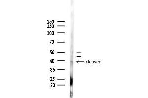 Western blot analysis of lysates from Mouse liver, using Phospho-Caspase 9 (Thr125) Antibody at 1/1000 dilution.