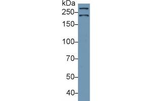 Detection of SPTAN1 in Human Lung lysate using Polyclonal Antibody to Alpha-Fodrin (SPTAN1)