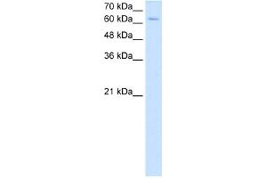 NR2C2 antibody - C-terminal region  validated by WB using HepG2 cell lysate at 2.