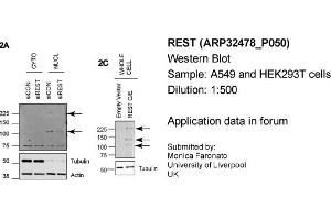 Western Blotting (WB) image for anti-RE1-Silencing Transcription Factor (REST) (Middle Region) antibody (ABIN2779670)