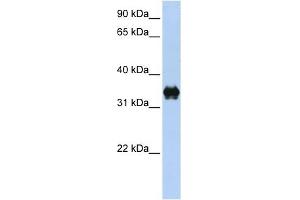 PYCR2 antibody used at 1 ug/ml to detect target protein. (PYCR2 anticorps  (C-Term))