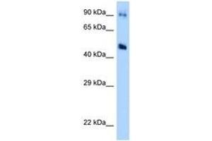Image no. 1 for anti-Guanine Deaminase (GDA) (AA 171-220) antibody (ABIN6748003)