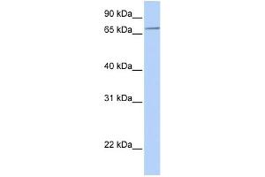 WB Suggested Anti-SLC44A3 Antibody Titration:  0. (SLC44A3 anticorps  (N-Term))