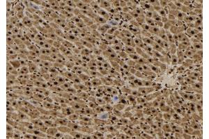 ABIN6265036 and ABIN6272485 at 1/100 staining Mouse liver tissue by IHC-P. (SFT2D3 anticorps  (N-Term))