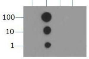 Dot Blot of Rabbit Histone H3 [Dimethyl Lys9] Antibody.