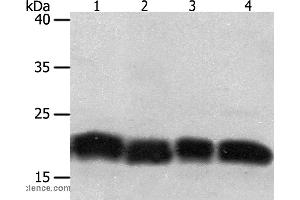 Western blot analysis of Jurkat and hela cell, human fetal lung tissue and A549 cell, using PDCD6 Polyclonal Antibody at dilution of 1:200 (PDCD6 anticorps)