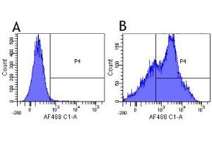 Flow-cytometry using anti-CD38 antibody HB7   Human lymphocytes were stained with an isotype control (panel A) or the rabbit-chimeric version of HB7 (panel B) at a concentration of 1 µg/ml for 30 mins at RT. (Recombinant CD38 anticorps)