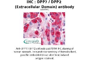 Image no. 1 for anti-Dipeptidyl-Peptidase 7 (DPP7) (Extracellular Domain) antibody (ABIN1733750) (DPP7 anticorps  (Extracellular Domain))