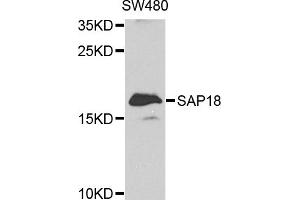 Western blot analysis of extracts of SW480 cells, using SAP18 antibody (ABIN1874693) at 1:1000 dilution. (SAP18 anticorps)