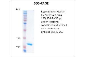SDS-PAGE (SDS) image for Interleukin 22 (IL22) (Active) protein (ABIN5509407) (IL-22 Protéine)