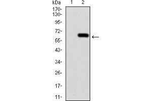 Western Blotting (WB) image for anti-Calbindin 2 (CALB2) (AA 1-271) antibody (ABIN5884325) (Calretinin anticorps  (AA 1-271))