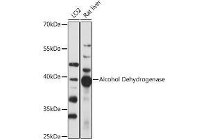 Western blot analysis of extracts of various cell lines, using Alcohol Dehydrogenase antibody (ABIN7265530) at 1:1000 dilution. (ADH1A anticorps  (AA 220-300))