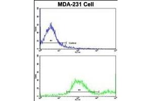 Flow cytometric analysis of MDA-231 cells using ADRA2B Antibody (Center)(bottom histogram) compared to a negative control (top histogram). (ADRA2B anticorps  (AA 343-369))