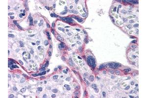 Immunohistochemical analysis of paraffin-embedded human Placenta tissues using CDH2 mouse mAb