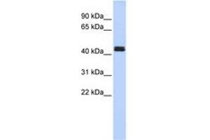 Image no. 1 for anti-TNF Receptor-Associated Factor 1 (TRAF1) (C-Term) antibody (ABIN6744361) (TRAF1 anticorps  (C-Term))