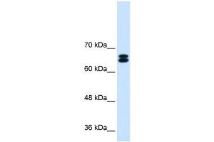 SLC9A9 antibody used at 0. (SLC9A9 anticorps)
