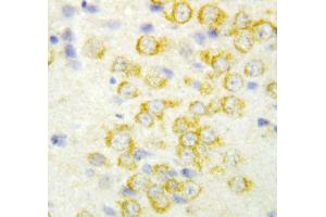 Anti-FGF9 antibody, IHC(P) IHC(P): Rat Brain Tissue (FGF9 anticorps  (Middle Region))