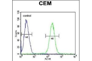 5HT3E Antibody (Center) (ABIN654485 and ABIN2844220) flow cytometric analysis of CEM cells (right histogram) compared to a negative control cell (left histogram). (HTR3E anticorps  (AA 126-154))