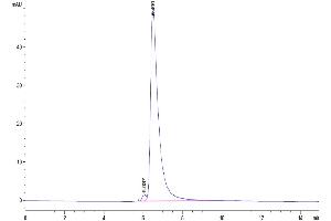 The purity of Biotinylated Human Siglec-4a/MAG is greater than 95 % as determined by SEC-HPLC.