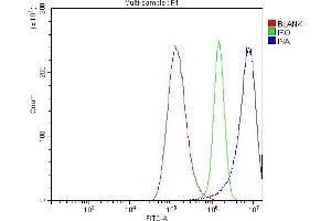Flow Cytometry analysis of A549 cells using anti-Alpha Internexin/INA antibody (ABIN7602187). (INA anticorps  (AA 62-169))