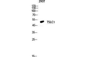 Western Blot (WB) analysis of 293T lysis using TSLC1 antibody. (CADM1 anticorps  (C-Term))