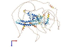 AlphaFold protein structure predicition of Mouse Recombinant Rnf19a Protein, UniprotID P50636