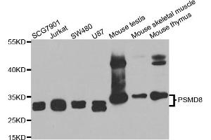 Western blot analysis of extracts of various cell lines, using PSMD8 antibody. (PSMD8 anticorps)