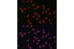 Immunofluorescence analysis of L929 cells using  antibody (ABIN7265426) at dilution of 1:100.