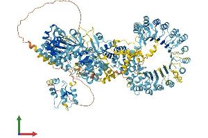 AlphaFold protein structure predicition of Mouse Recombinant Naip2 Protein, UniprotID Q9QUK4