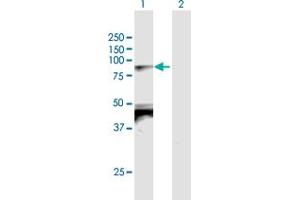 Western Blot analysis of TBX2 expression in transfected 293T cell line by TBX2 MaxPab polyclonal antibody. (TBX2 anticorps  (AA 1-702))