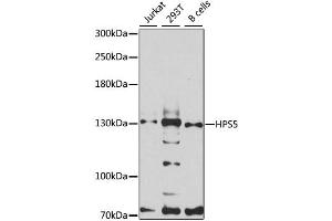 Western blot analysis of extracts of various cell lines, using HPS5 antibody (ABIN6293266) at 1:3000 dilution.