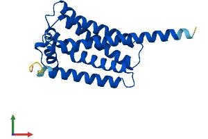 AlphaFold protein structure predicition of Human Recombinant EBPL Protein, UniprotID Q9BY08