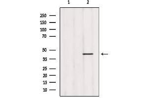 Western blot analysis of extracts from 293, using GHSR Antibody. (GHSR anticorps  (N-Term))