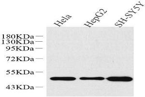 Western Blot analysis of various samples using GLUT-3 Polyclonal Antibody at dilution of 1:1000.