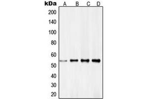 Western blot analysis of RXR gamma expression in HeLa (A), NIH3T3 (B), MCF7 (C), A431 (D) whole cell lysates.