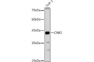 Western blot analysis of extracts of THP-1 cells, using CNR2 antibody (ABIN6133637, ABIN6138796, ABIN6138797 and ABIN6218862) at 1:1000 dilution. (CNR2 anticorps  (AA 1-100))