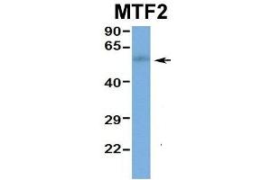Hum. (MTF2 anticorps  (Middle Region))