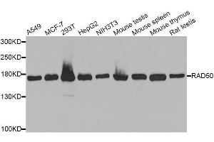 Western blot analysis of extracts of various cell lines, using RAD50 antibody. (RAD50 anticorps  (AA 1-100))