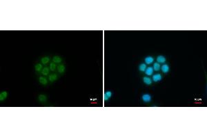 ICC/IF Image C11orf54 antibody detects C11orf54 protein at nucleus by immunofluorescent analysis. (C11orf54 anticorps)