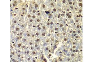 Immunohistochemistry of paraffin-embedded Mouse liver using SSX5 Polyclonal Antibody at dilution of 1:100 (40x lens). (SSX5 anticorps)