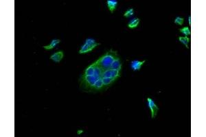 Immunofluorescence staining of Hela cells with ABIN7164674 at 1:100, counter-stained with DAPI.