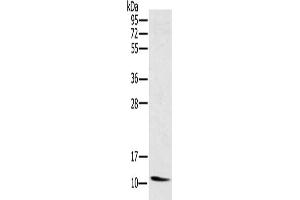 Gel: 10 % SDS-PAGE, Lysate: 40 μg, Lane: Mouse heart tissue, Primary antibody: ABIN7130367(NDUFA3 Antibody) at dilution 1/250, Secondary antibody: Goat anti rabbit IgG at 1/8000 dilution, Exposure time: 4 minutes (NDUFA3 anticorps)