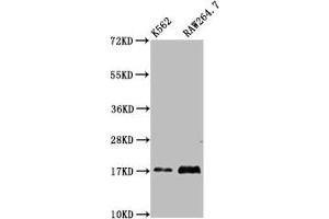 Western Blot Positive WB detected in: K562 whole cell lysate, RAW264. (VAMP4 anticorps  (AA 1-115))