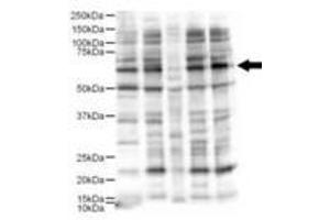 Image no. 1 for anti-Ajuba LIM Protein (AJUBA) (AA 224-239) antibody (ABIN199954) (AJUBA anticorps  (AA 224-239))