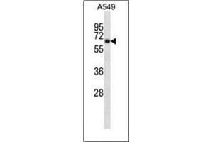 Western blot analysis of KCNA3 Antibody (Center) in A549 cell line lysates (35ug/lane). (KCNA3 anticorps  (Middle Region))