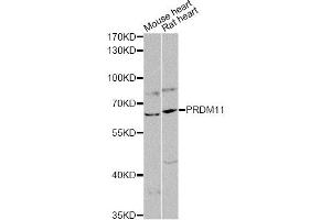 Western blot analysis of extracts of various cell lines, using PRDM11 antibody (ABIN6290764) at 1:1000 dilution. (PRDM11 anticorps)