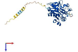 AlphaFold protein structure predicition of Human Recombinant MFNG Protein, UniprotID O00587
