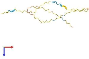 AlphaFold protein structure predicition of Human Recombinant ARMS2 Protein, UniprotID P0C7Q2