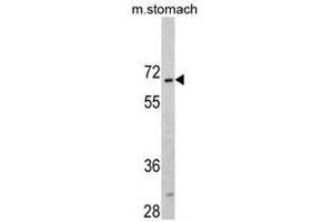 Image no. 1 for anti-CAMP Responsive Element Binding Protein 3-Like 1 (CREB3L1) (AA 488-517), (C-Term) antibody (ABIN452874) (CREB3L1 anticorps  (C-Term))